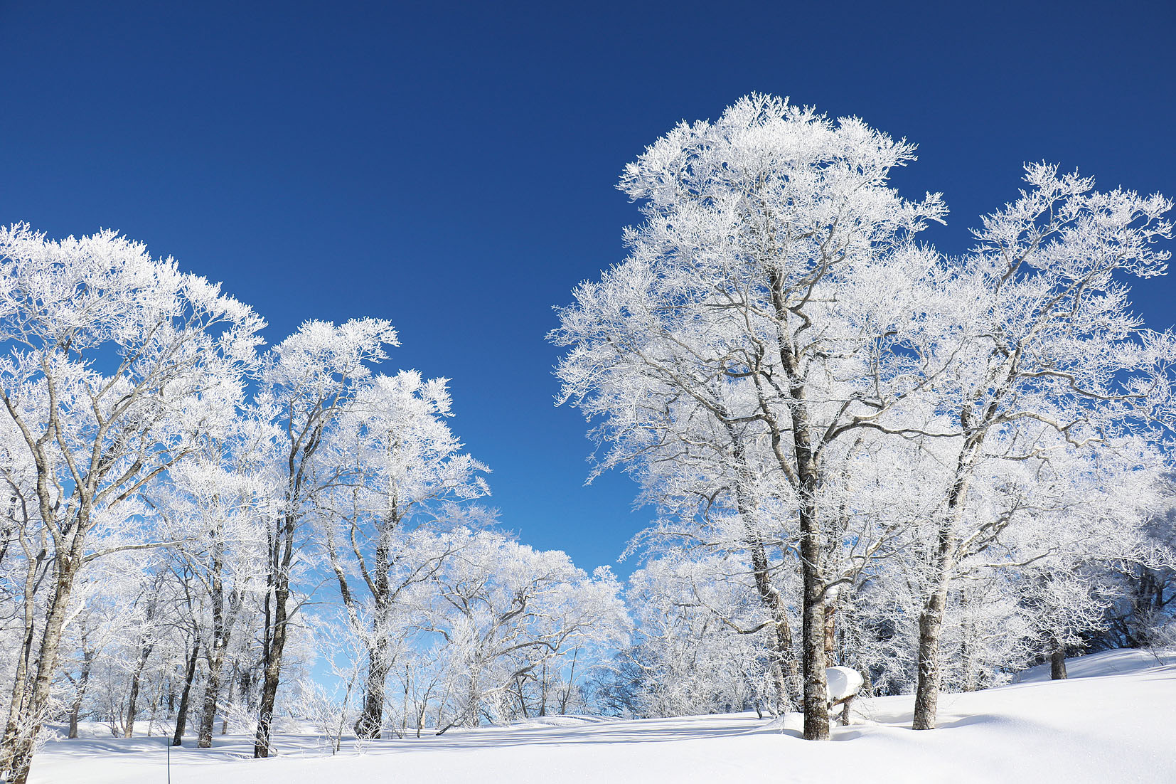 If you head a little towards the mountains, you can experience a fantastic winter scenery of snowy country.