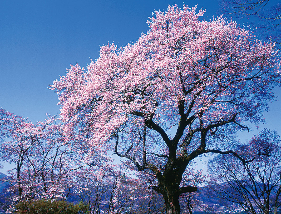 約400年間、御殿桜は沼田城の興亡を静かに見守ってきました