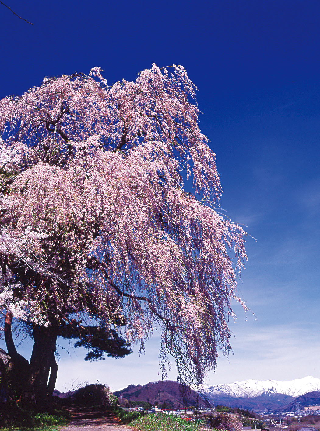 桜越しに望む残雪の山々も美しい下川田のシダレザクラ
